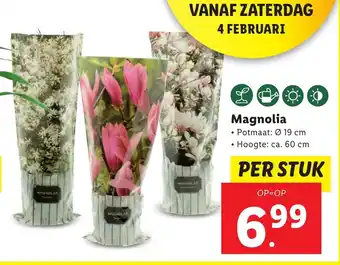 Lidl Magnolia per stuk aanbieding