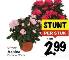 Vomar Voordeelmarkt Azalea aanbieding