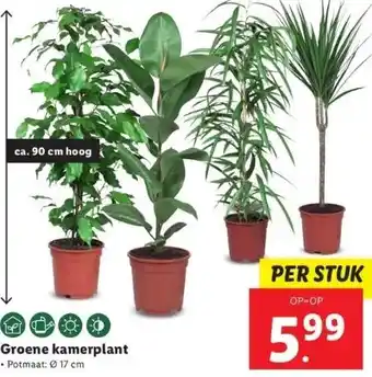 Lidl Groene kamerplant aanbieding