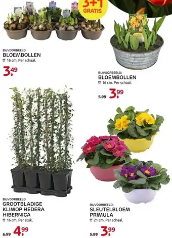 Praxis Diverse bloemen aanbieding