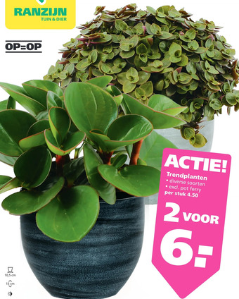 Ranzijn Trendplanten aanbieding