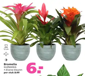 Ranzijn Bromelia guzmania aanbieding