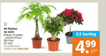 Albert Heijn Ah planten op stam aanbieding