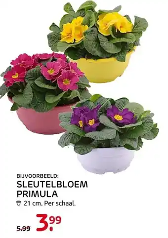 Praxis Sleutelbloem primula 21 cm aanbieding