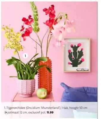 Intratuin Tijgerorchidee 1-tak hoogte 50cm aanbieding