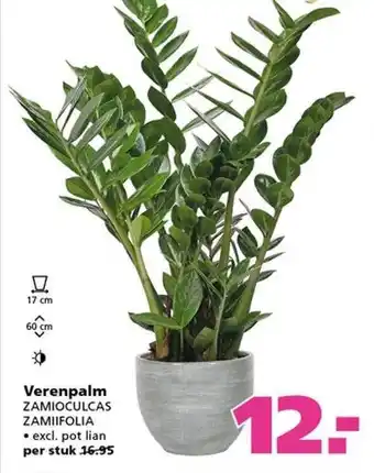 Ranzijn Verenpalm zamioculcas zamiifolia aanbieding