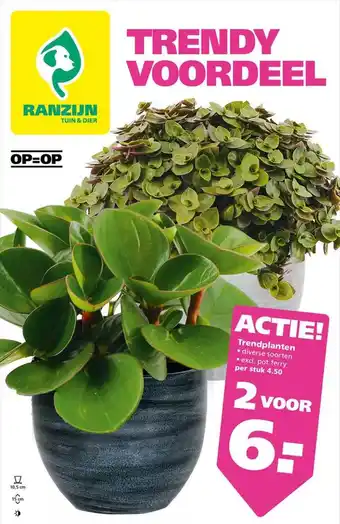 Ranzijn Trendplanten aanbieding