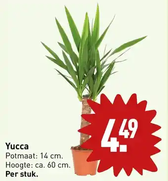 ALDI Yucca aanbieding