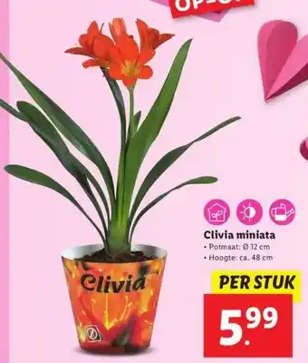 Lidl Clivia miniata aanbieding