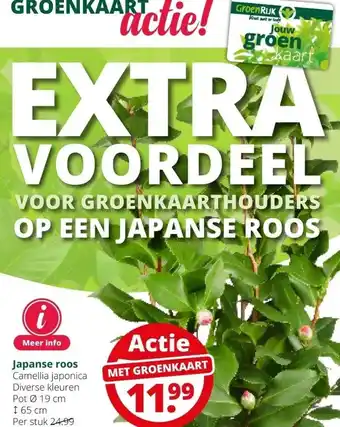 GroenRijk Japanse roos camellia japonica aanbieding