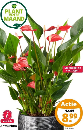 GroenRijk Anthurium aanbieding