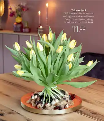 Coppelmans Tulpenschoof aanbieding