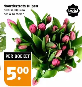 Poiesz Noordertrots tulpen aanbieding