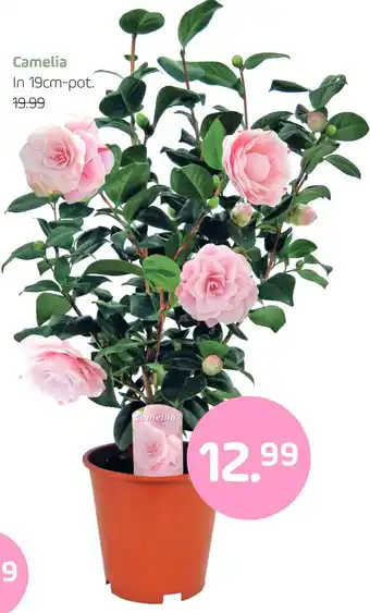 Coppelmans Camelia aanbieding