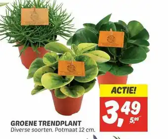 Dekamarkt Groene trendplant aanbieding