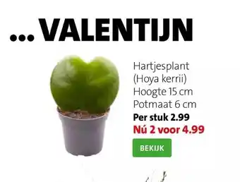 Intratuin Hartjesplant (hoya kerrii) aanbieding