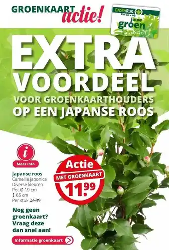 GroenRijk Japanse roos camellia japonica aanbieding