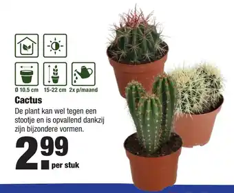 ALDI Cactus aanbieding