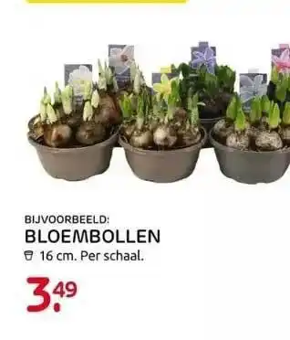 Praxis Bloembollen aanbieding