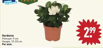 ALDI Gardenia per stuk aanbieding