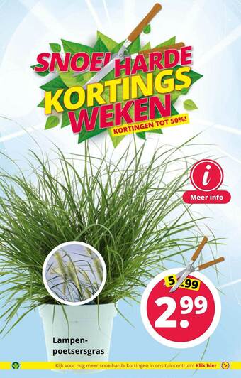 GroenRijk Lampenpoetsergras aanbieding