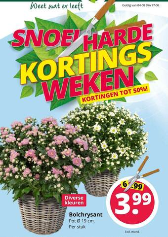 GroenRijk Bolchrysant aanbieding