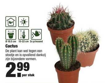 ALDI Cactus aanbieding