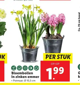 Lidl Bloembollen in zinken emmer potmaat: 10,5 cm aanbieding