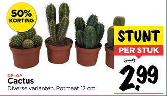 Vomar Voordeelmarkt Cactus aanbieding