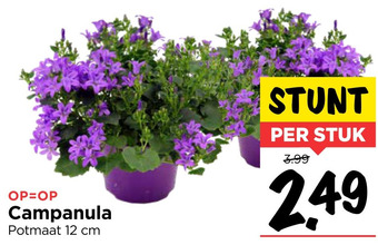 Vomar Voordeelmarkt Campanula aanbieding