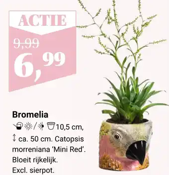 Tuincentrum Osdorp Bromelia aanbieding