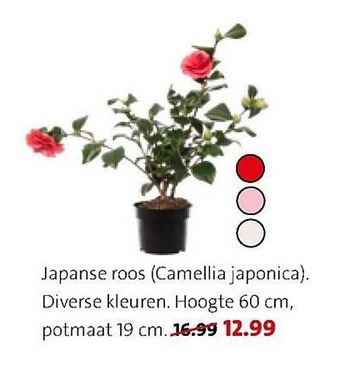 Intratuin Japanse roos aanbieding