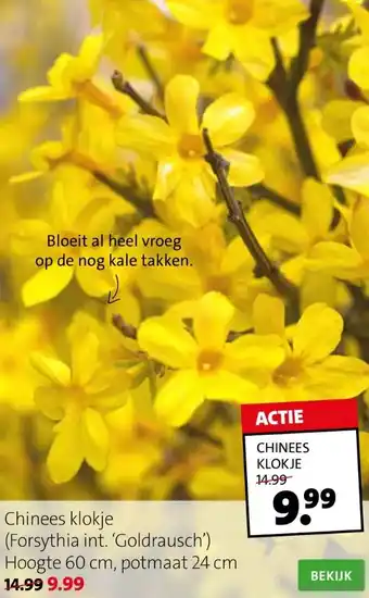 Intratuin Chinees klokje (forsythia int. 'goldrausch') aanbieding