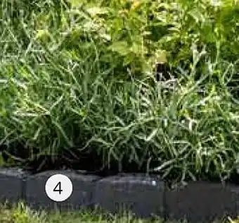Intratuin Border Romeins aanbieding