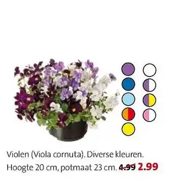 Intratuin Violen aanbieding