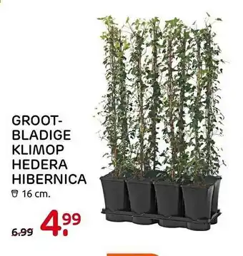 Praxis Grootbladige klimop hedera hibernica aanbieding