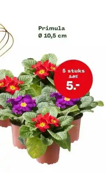 Welkoop Primula ø 10,5 cm aanbieding