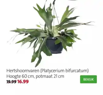 Intratuin Hertshoornvaren (platycerium bifurcatum) aanbieding