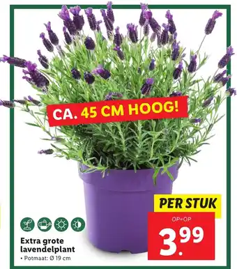 Lidl Extra grote lavendelplant aanbieding