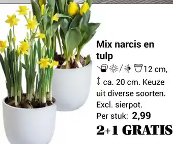 TuinWereld Mix narcis en tulp aanbieding