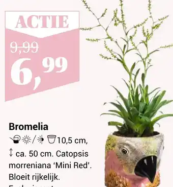 TuinWereld Bromelia aanbieding