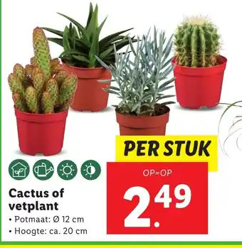 Lidl Cactus of vetplant aanbieding