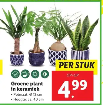 Lidl Groene plant in keramiek aanbieding