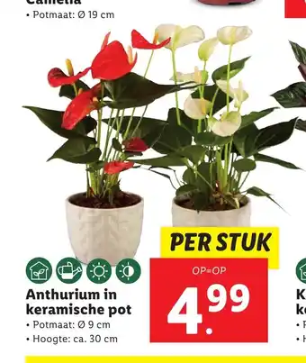 Lidl Anthurium in keramische pot aanbieding