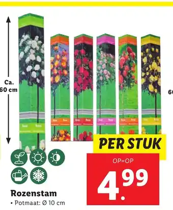 Lidl Rozenstam 10 cm aanbieding