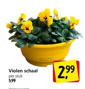 Jan Linders Violen schaal aanbieding