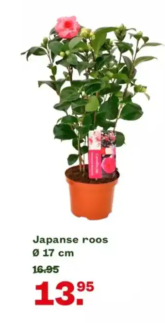 Welkoop Japanse roos 17 cm aanbieding