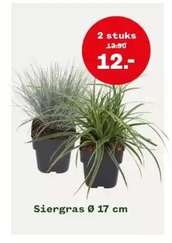 Welkoop Siergras 17 cm aanbieding