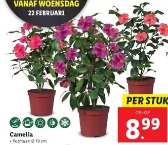 Lidl Camelia aanbieding