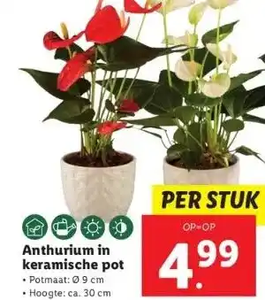 Lidl Anthurium in keramische pot • potmaat: ø 9 cm aanbieding